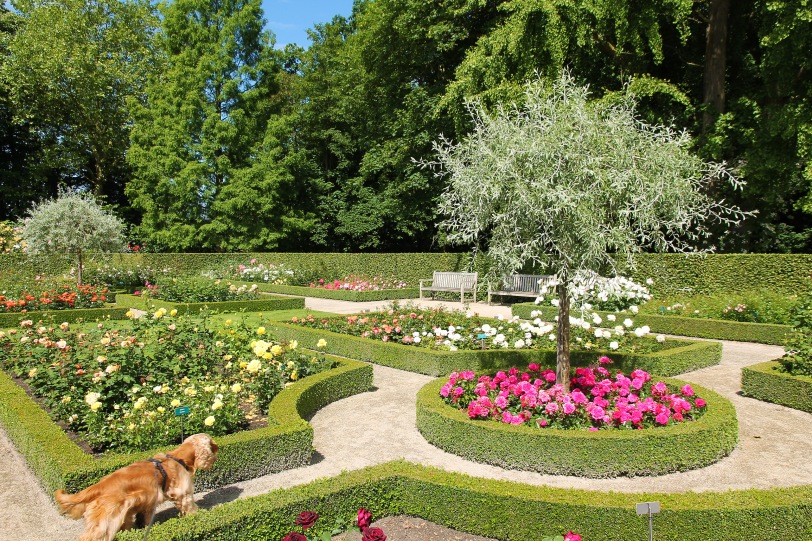 Rose garden with dog.