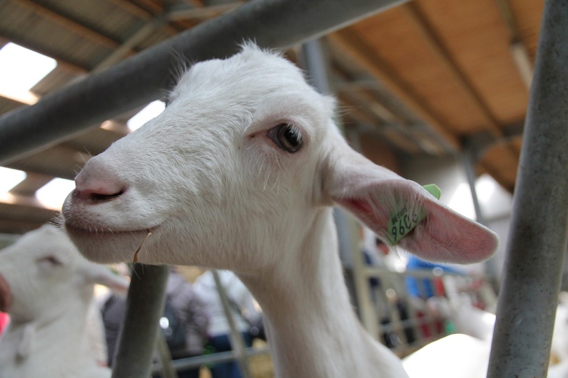 Cute little curious goat...